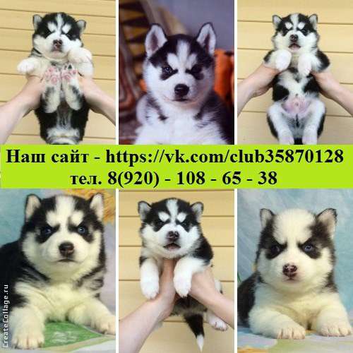 Самые очаровательные малыши хаски в Родниках