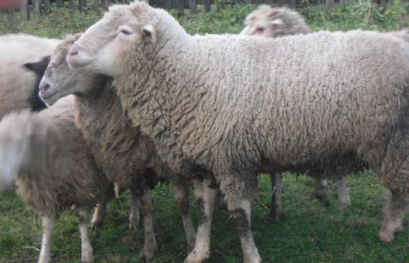 Племенные овцы Прекос (Скот из Европы класса Элита и Элита Р в фото 3