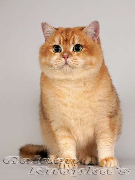 Британские плюшевые котята золотой шиншиллы зеленоглазые