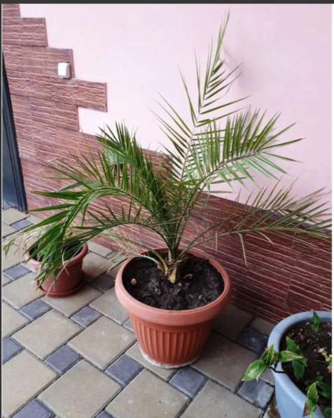 Очень красивые большие пальмы в Краснодаре фото 4