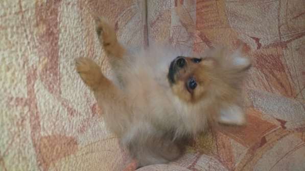 Щенок померанского шпица- микро - медвежонок в фото 13