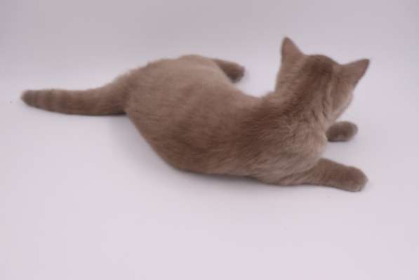 Красивый шотландский котик страйт в фото 6