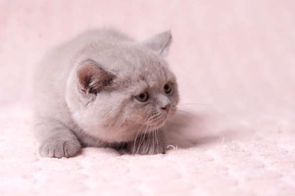 Британская лиловая кошечка в Москве фото 5