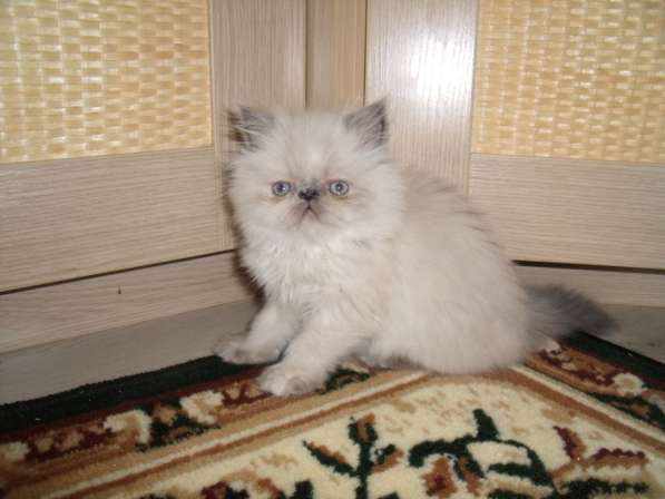 Шикарных персидских котят торти -блю-крем пойнт