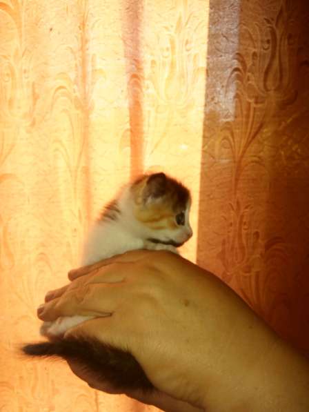 Котята в добрые руки в Дмитрове фото 3