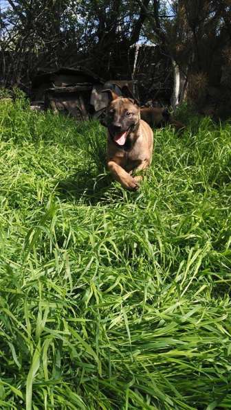 Puppies Malinois в фото 5