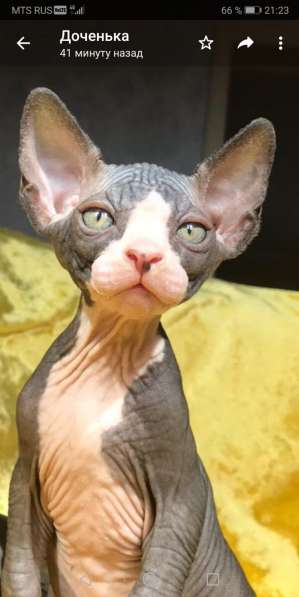 Канадский сфинкс в Барнауле фото 6