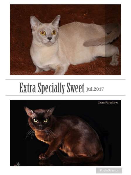 Бурманские котята в Санкт-Петербурге фото 7