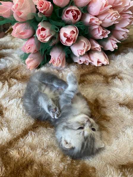 Продаются котята британские, вислоухие, родились 18.05) в Брянске фото 8
