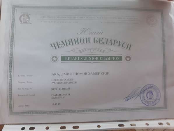 Щенки цвергшнауцера в фото 4