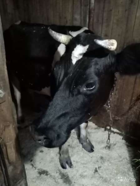 Корова в Прокопьевске фото 3