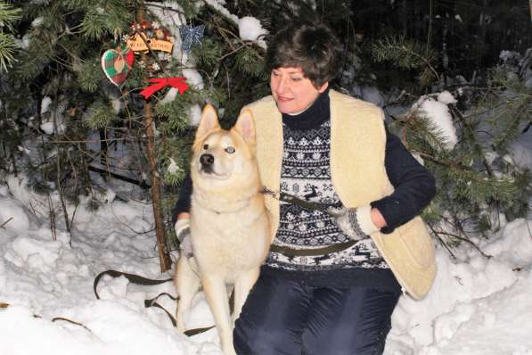 Шикарная собака лайка в добрые руки в Москве