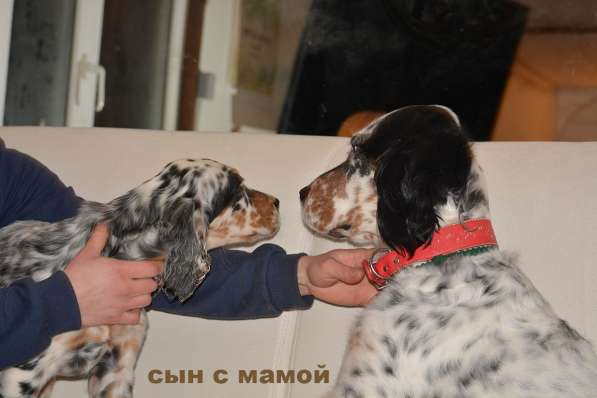 Английский сеттер щенки из элитного питомника в Москве фото 135