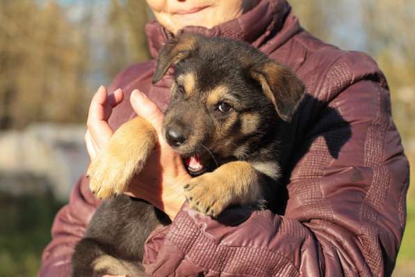 Собака в добрые руки в Санкт-Петербурге фото 6