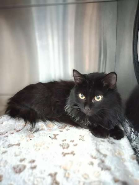 Красавец Пастернак ищет дом в Москве фото 11