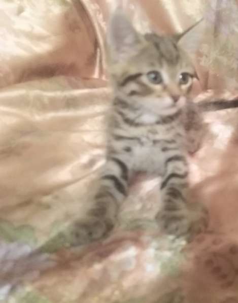 Котята в Сергиевом Посаде фото 7