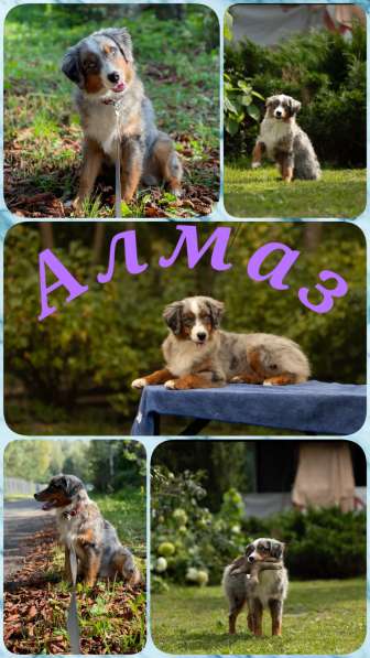 Миниатюрная американская овчарка в Домодедове фото 24