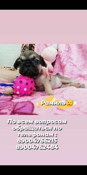 Щенки французский бульдог в Владимире фото 9