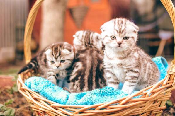 Роскошные котята scottish fold с родословной в Саратове фото 16