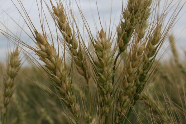 Продаем большим оптом 50000 тысяч тон пшеницу 2019-2025 года в Волгограде фото 11