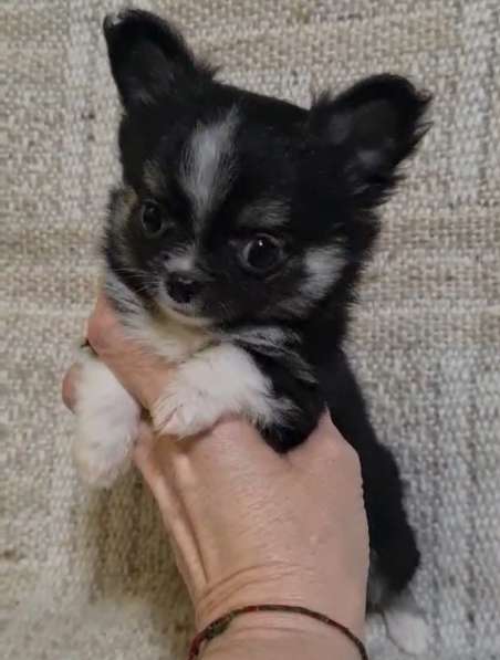 Chihuahua. Mini girl в 