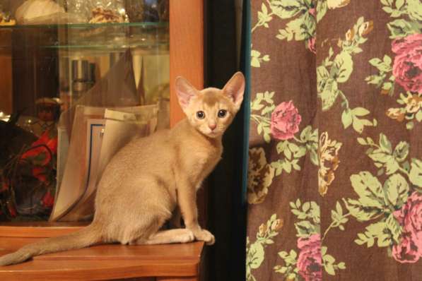 Котята в Костроме фото 9