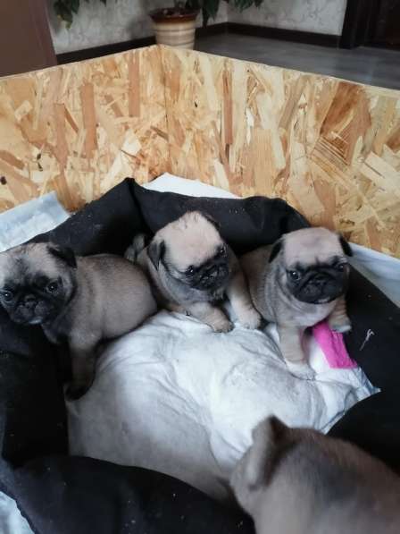 Щенки мопса в Энгельсе фото 5