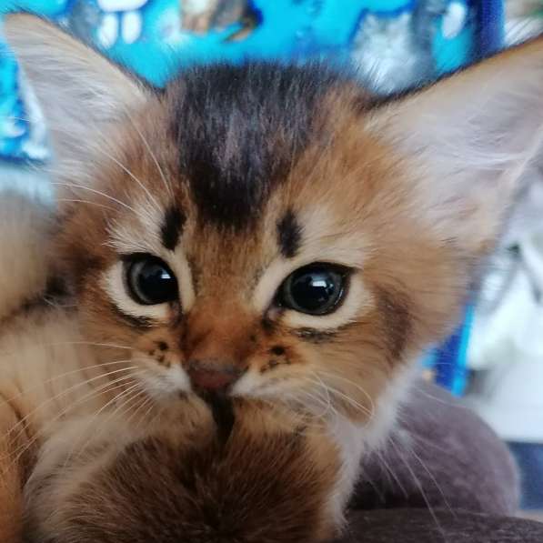 Somali kitten в фото 4