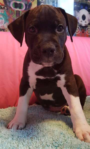 Американский стаффордширский терьер МАЛЬЧИК в Москве фото 9