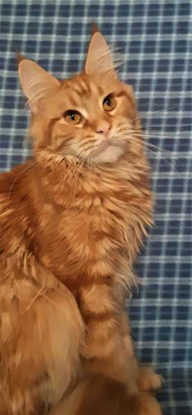 Красотка кремового солидного окраса из питомника Arktur в Тюмени фото 12