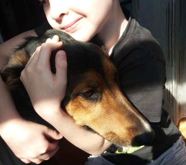 Метис овчарки Рекс ищет дом в Москве фото 3