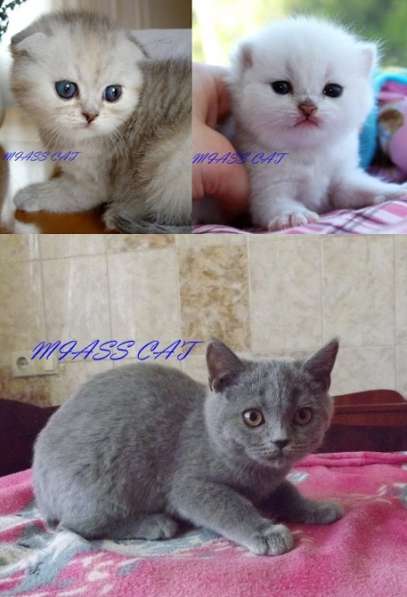 ШИКАРНЫЕ КОТЯТА ИЩУТ ШИКАРНЫХ ХОЗЯЕВ в фото 13