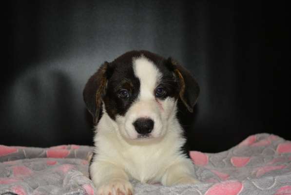 Щенок вельш корги кардигана мальчик в Москве фото 12