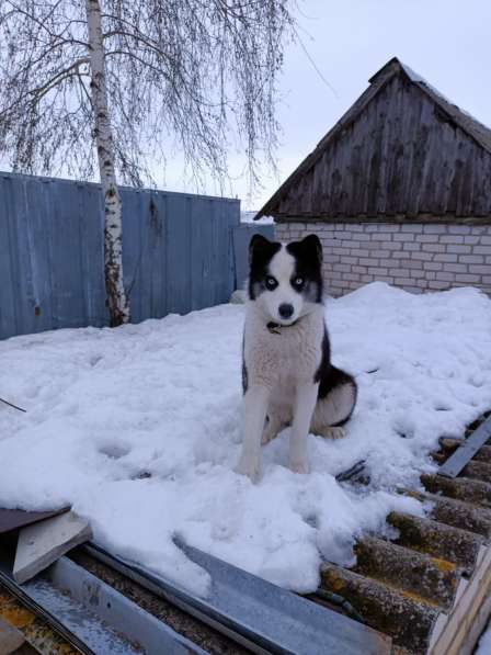 Хаски