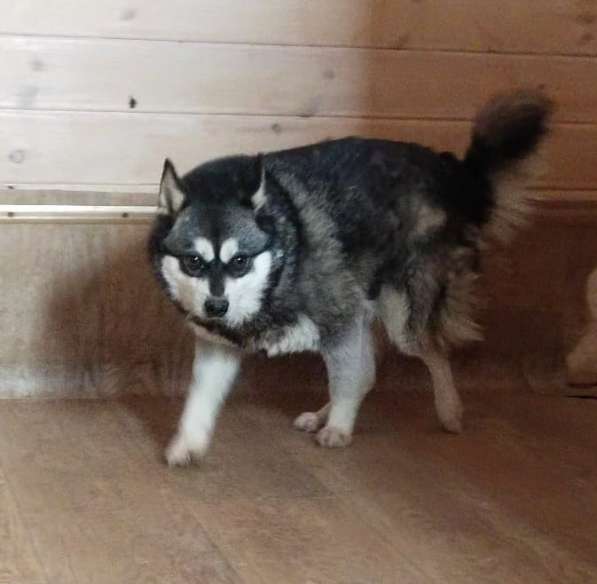 Аляскинский кли-кай Нейл в добрые руки в Москве фото 5