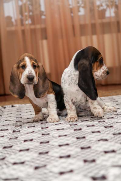 Щенки Бассет-хаунд в Армавире фото 17