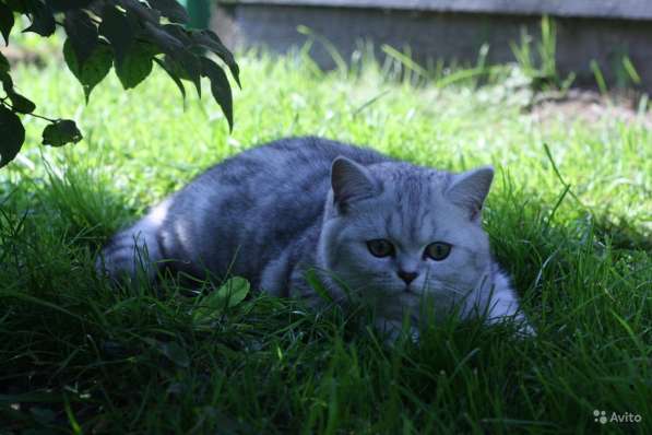 Шикарный серебритсый котик в Москве фото 4