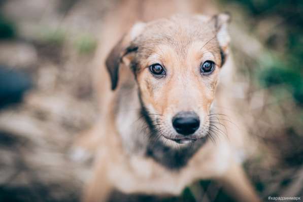 Великолепная Четверка в дар в Москве фото 38