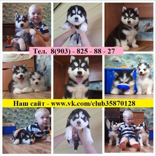 Хаски классные черно-белые щеночки