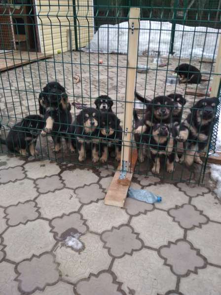 Продаются щенки бурят-монгольского волкодава в Москве фото 4
