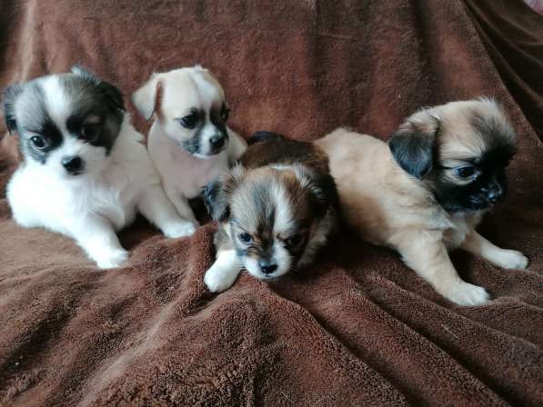 Щенки чихуахуа в Костроме фото 5