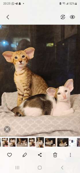 ОРИЕНТАЛЫ в фото 3