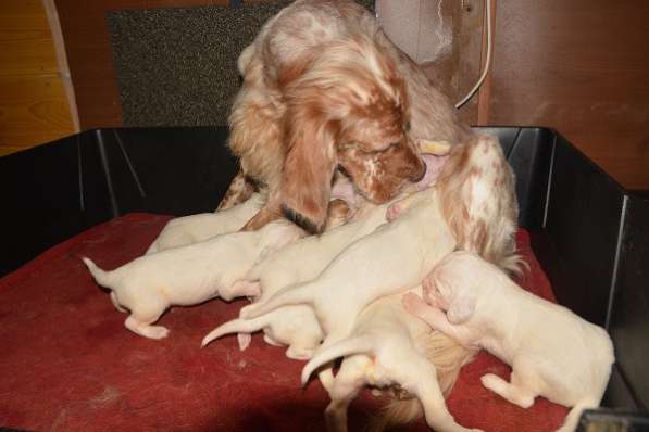 Английский сеттер щенки из элитного питомника в Москве фото 23