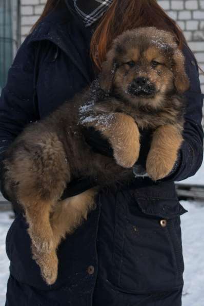 Продаются высокопородные щенки Тибетского мастифа в Москве фото 7
