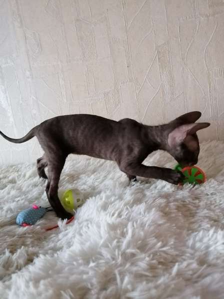 Кошечка Корниш рекс в Москве фото 7