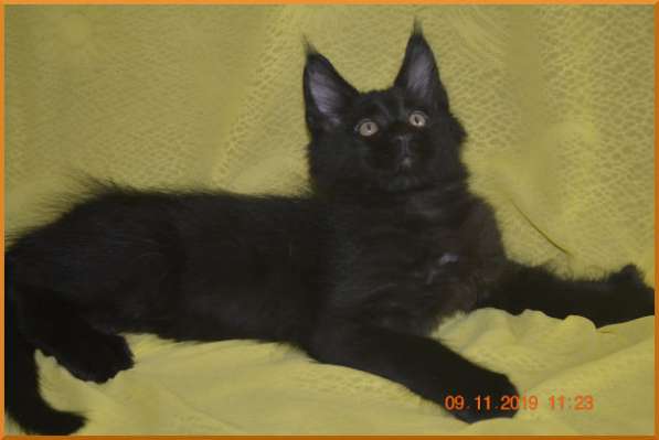 Великолепные котята мейн-кун из питомника в Волгограде фото 218