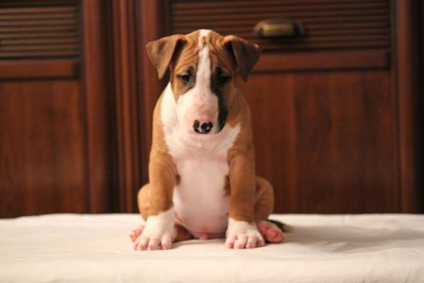 Щенки бультерьера. Bullterrier puppies в Вологде фото 5