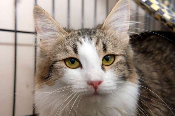 Кошка Ариэль в Москве