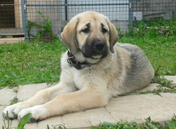 Щенки Кангала для ценителей породы в Москве фото 10