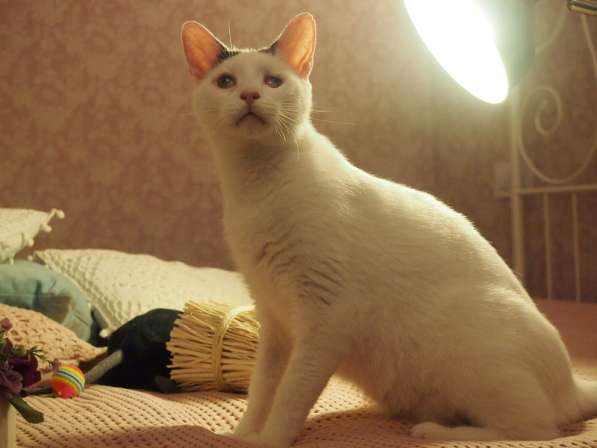 Особенный кот Тарас ищет доброе сердце! в Москве фото 6